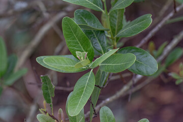 Santalum paniculatum, ʻIliahi in Hawaiian. Royal Hawaiian Sandalwood.   Puʻu Huluhulu is a volcanic cone and kīpuka,Island of Hawaii in the State of Hawaii.