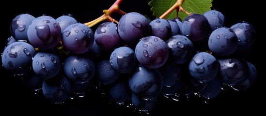 A cluster of wet blue grapes
