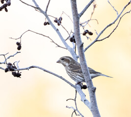 Closeup female Purple Finch