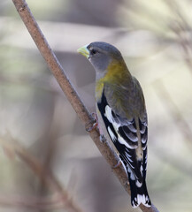 Rear view closeup of an Evening Grosbeak female or immature male in Algonquin Park in March