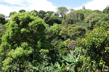 Fototapeta na wymiar Tropischer Regenwald in Boquete in Panama
