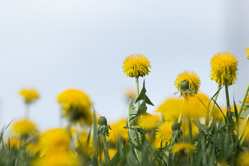 A taller Dandelion stands out on a field of yellow flowers on a meadow in Estonia, Northern Europe	