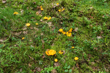 A group of Golden chanterelles growing on a forest floor on a late summer in a boreal forest in Estonia, Northern Europe