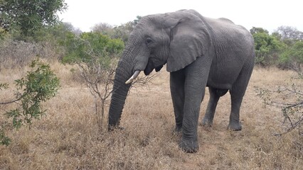 Fototapeta na wymiar African Elephant smelling the grass