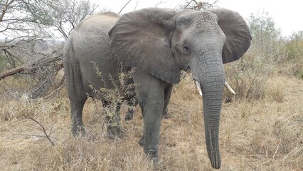 African Elephant 