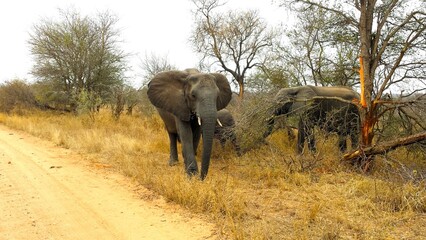 Elephant family in Krugar © Lisa