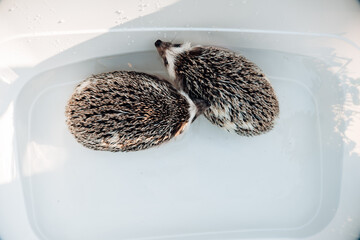 Hedgehogs bathing.African pygmy hedgehogs in a bath.Hygiene and cleanliness of pets. process of...