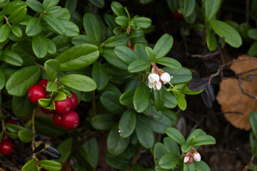 Flowering Lingonberry in front of some ripe berries on a late summer day near Kuusamo, Northern Finland