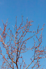 Fototapeta premium branches against blue sky