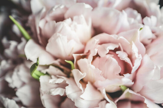 Bouquet of pink peony tulips close-up, background