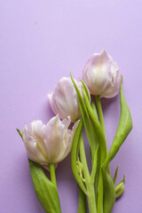 Bouquet of delicate pink tulips on a purple background, holiday concept, copy space
