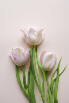 Bouquet of pink tulips on pastel background. Mothers day, Valentines Day, Birthday celebration concept. Greeting card. Copy space for text, top view