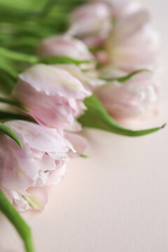 Bouquet of pink peony tulips close-up, background