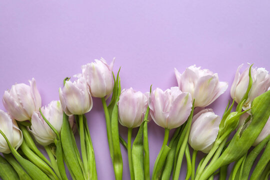 Bouquet of delicate pink tulips on a purple background, holiday concept, copy space