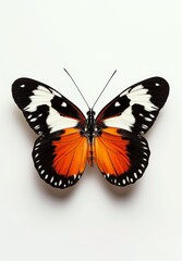 Obraz premium Vibrant butterfly with orange wings and black spots