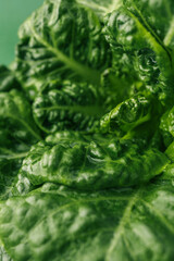 Lettuce leaves isolated on green background