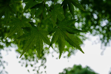 日本楓の若葉