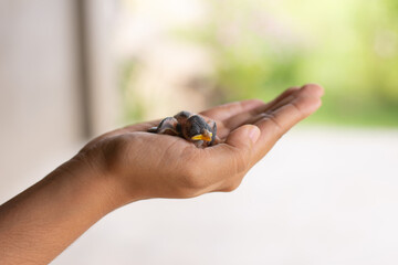 a small baby bird falling out of a nest in the palm of a person. Nestling bird