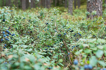 Ripe Bog bilberries in the middle of shrubs on a late summer day in a boreal forest in Estonia, Northern Europe