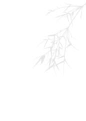 Blurry Gray natural leaf bamboo shadow element for decoration. On isolate background. 