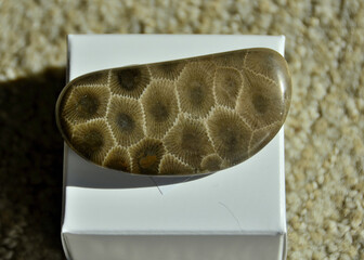 Polished Petoskey Stone (Fossil Coral) bought from a local gift shop, Petoskey, MI, May