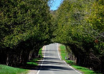 Tunnel of trees in Harbor Springs, MI, May