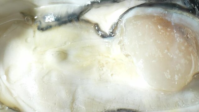 Indulge in the exquisite allure of fresh oysters as they glisten with briny succulence, inviting you to savor their delicate, oceanic essence in a captivating close-up shot. Oyster background. 4K HDR.
