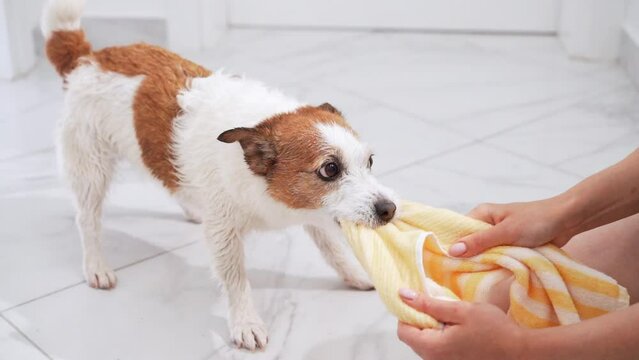 A playful Jack Russell Terrier engages with a yellow towel on a tiled floor, showcasing the dog playful spirit and dynamic energy