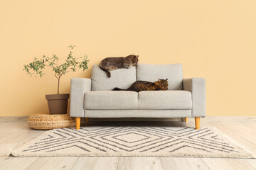 Cute cats lying on grey sofa at home