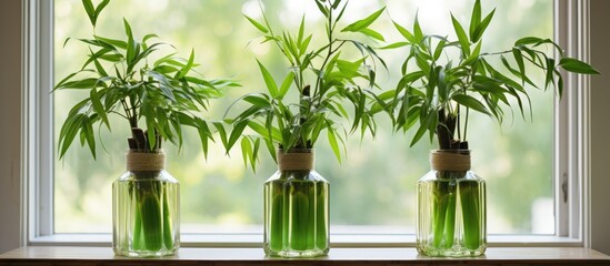 Three houseplants, with green leaves, are placed in flowerpots on a window sill receiving sunlight, adding life and vibrancy to the room