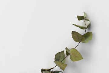 Set botanic Green leaves, eucalyptus branches, isolated on white background.
