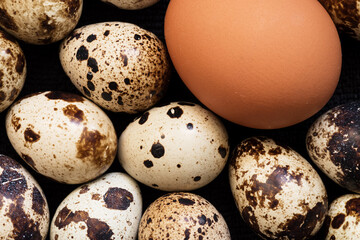 Brown Chicken Egg And Multiple Speckled Quail Eggs