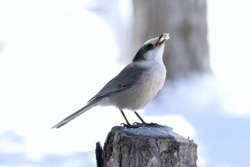 Canada jay is perched on a stump and eating seeds in winter.