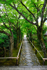 京都鷹峯光悦寺の参道の風景