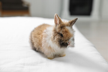 Cute fluffy pet rabbit on bed indoors