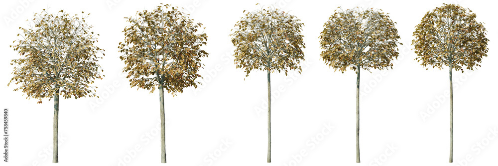 Poster tilia green globe tree isolated on transparent background 3d rendering png