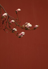 Blossom of Chinese magnolia against red wall. Beijing, China © WeeKwong