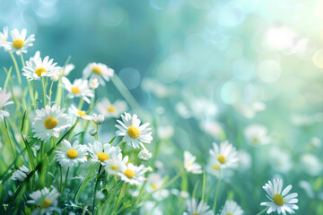 spring grass and daisy wildflowers nature abstract background 
