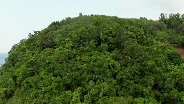 tropical trees in the hills
