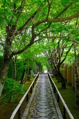 Fotobehang 京都鷹峯光悦寺の参道の風景 © ykimura65