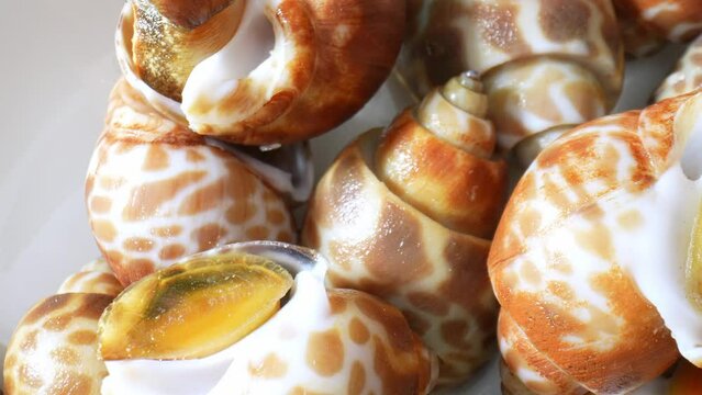 Spotted babylon: sea snail found in Indo-Pacific coasts. Valued in Asian cuisines, especially Thailand, Malaysia, Indonesia, as a delicacy. Food concept. Seafood background. 4K.

