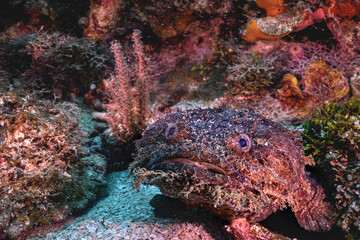 A toad fish on the reef 