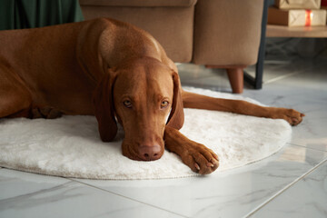 A Vizsla enjoys a peaceful nap, stretched out on a sofa draped with a green blanket, in a room...