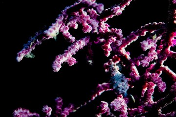 Pygmy seahorse on coral 