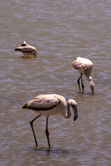 flamingo in the water