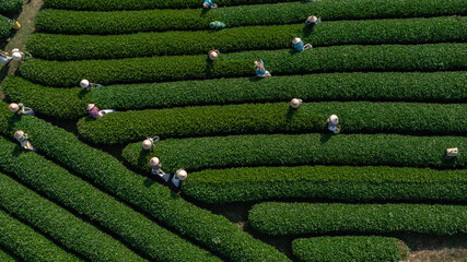 Tea picking on tea hills in Moc Chau, Son La, Vietnam, tea picking is completely manual. Photo taken in Moc Chau, Son La April 26, 2022.