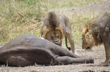 Male Lions Feeding on Dead Elephant Calf, Tanzania	