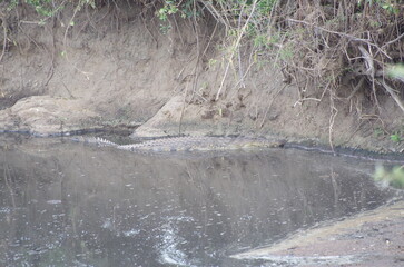 Crocodile Submerged in the River