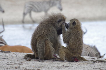 Baboon Family Grooming by the Pond, Tanzania