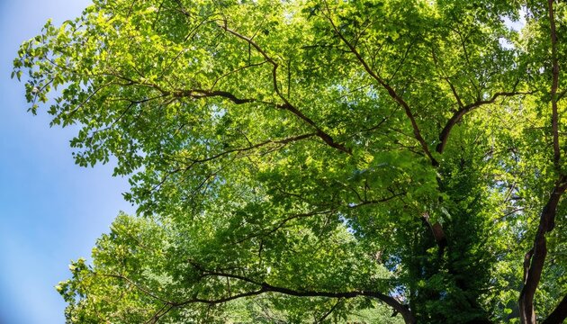 Beautiful leafy tree canopy on a sunny summer's day